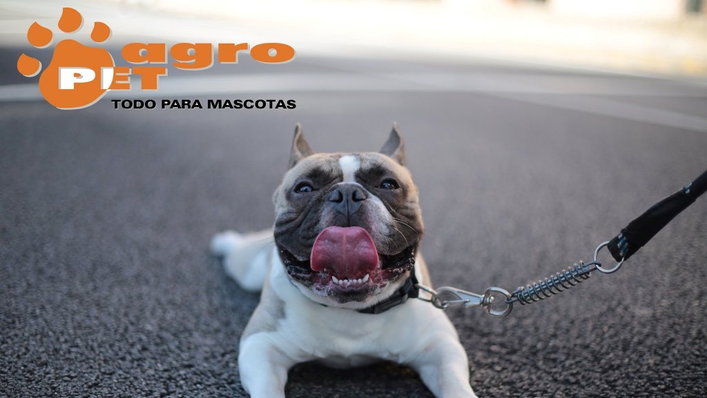 Pitbull